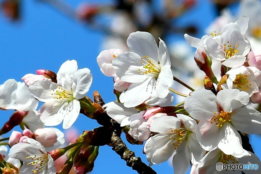 春の花   21-168