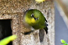 野山の鳥 22-160 メジ君 