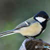 野山の鳥 23-018 四十雀さん