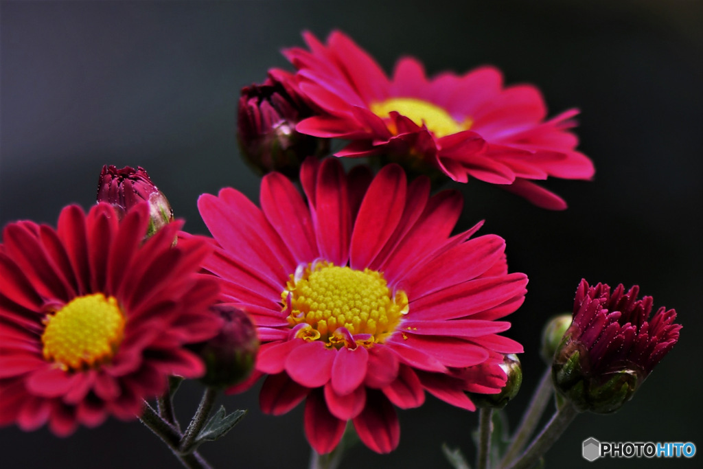 庭に咲いた小菊の花
