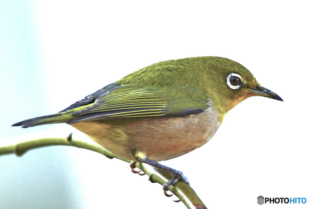 野山の鳥 23-153  メジ君