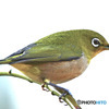 野山の鳥 23-153  メジ君 