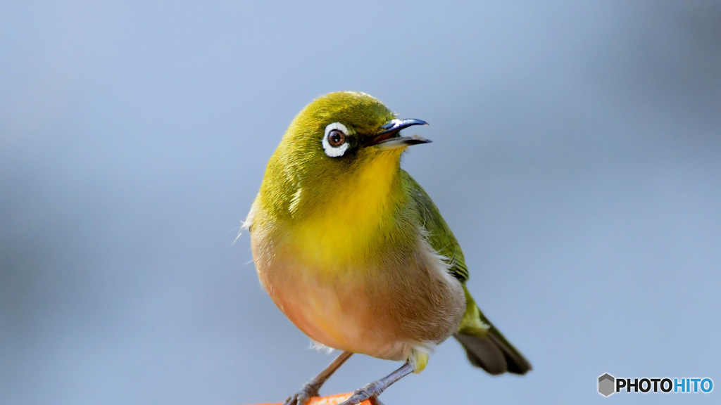野山の鳥 23-127  メジ君