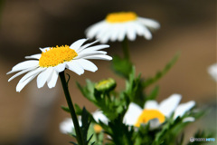 庭に咲いた花   21-200