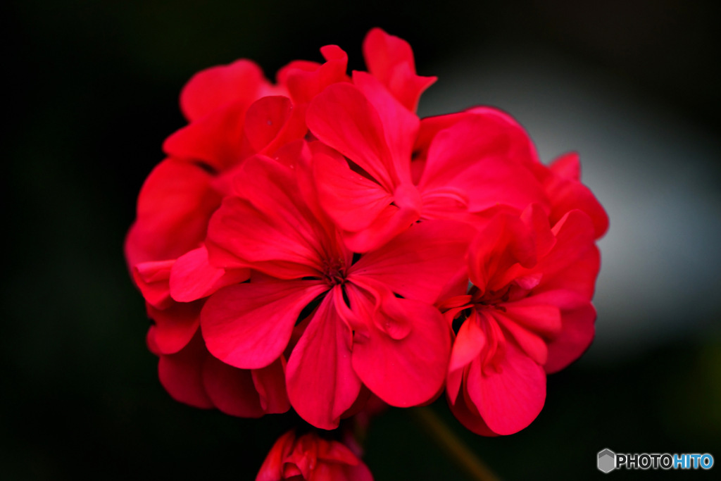 庭に咲いた赤い花 