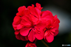 庭に咲いた赤い花 
