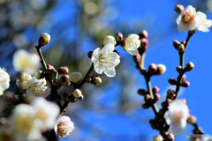 庭に咲いた梅の花 23-032 