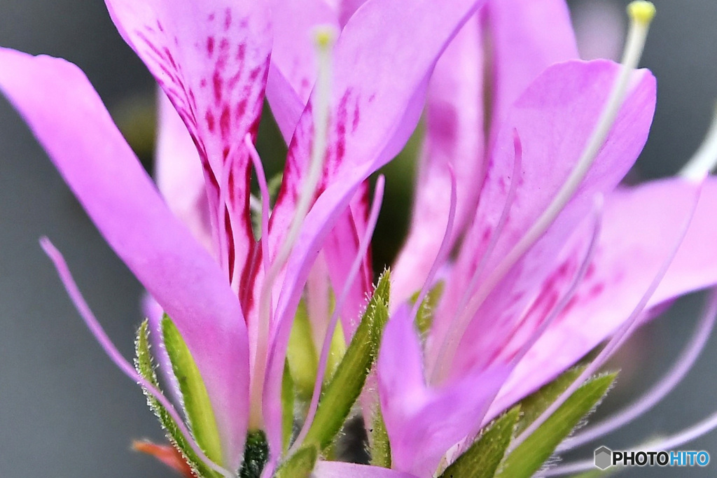 庭に咲いたツツジの花 22-221