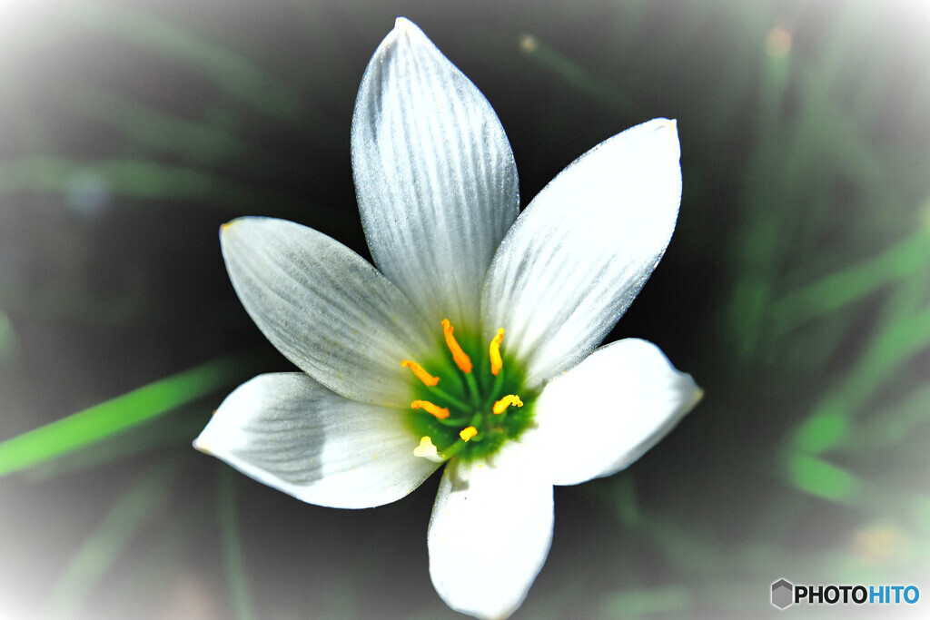 庭に咲いたレインリリーの花  713