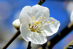 今年はまだ咲いてる白梅の花 