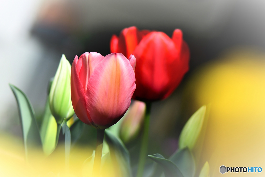 庭に咲いたチューリップの花 22-176  