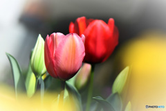 庭に咲いたチューリップの花 22-176  