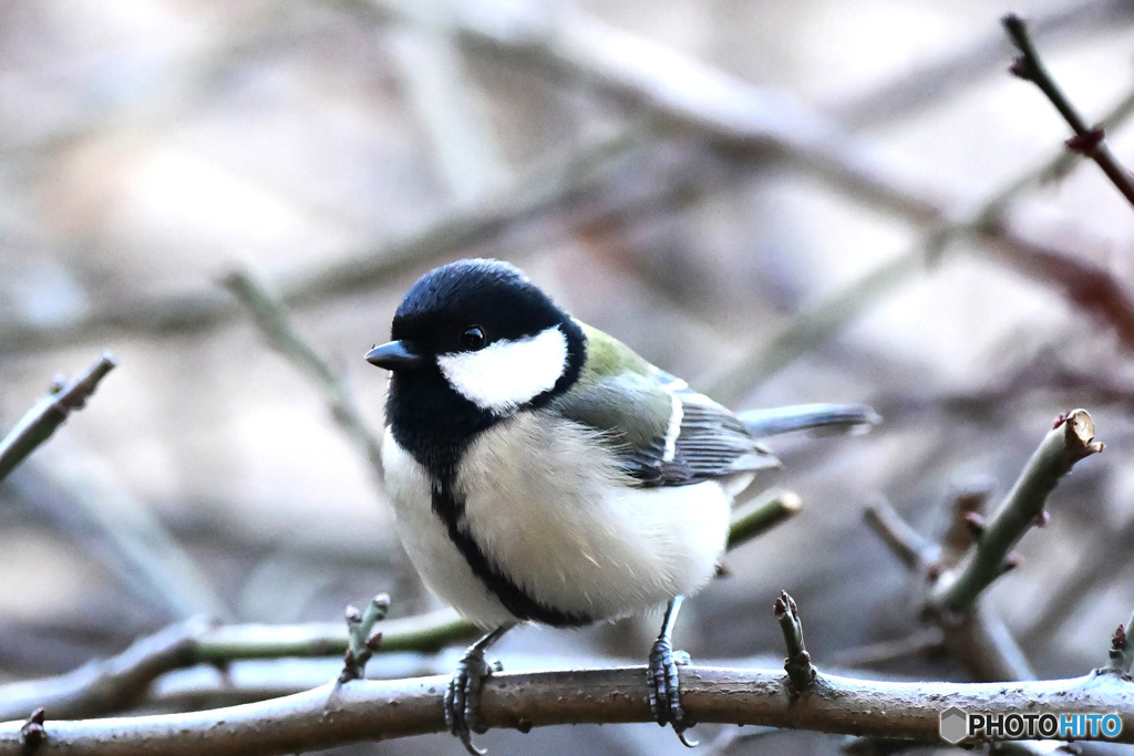 近くに来た四十雀さん    距離約1.5m