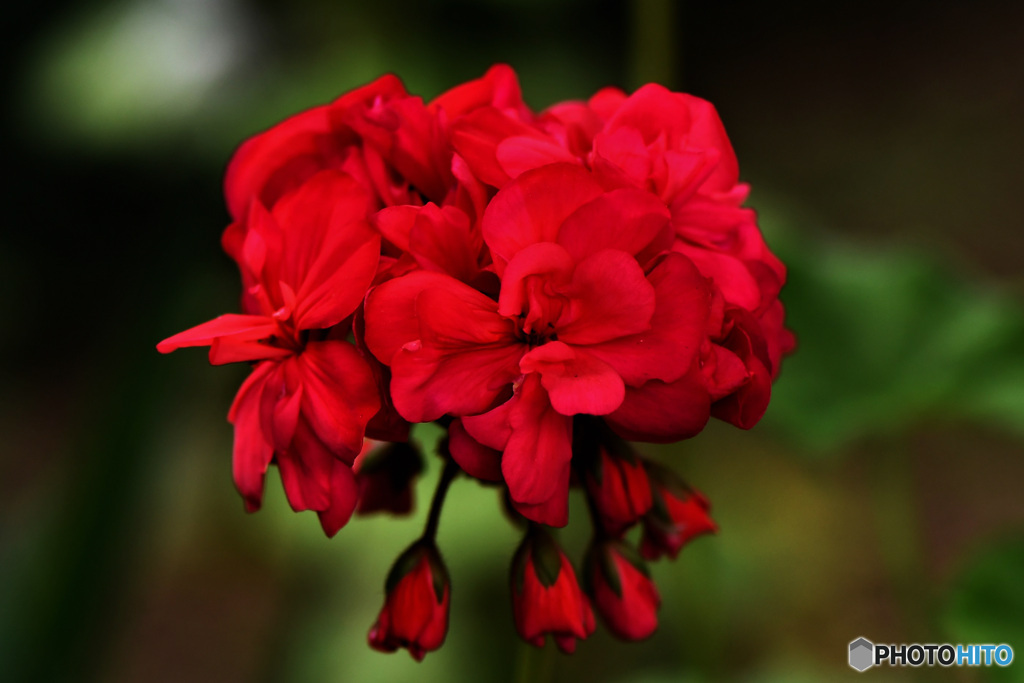 庭に咲いたゼラニュームの花 22-310