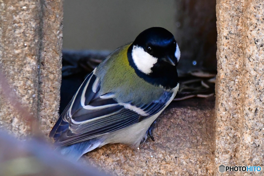  野山の鳥  シジュウカラ 