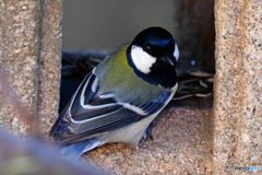  野山の鳥  シジュウカラ 