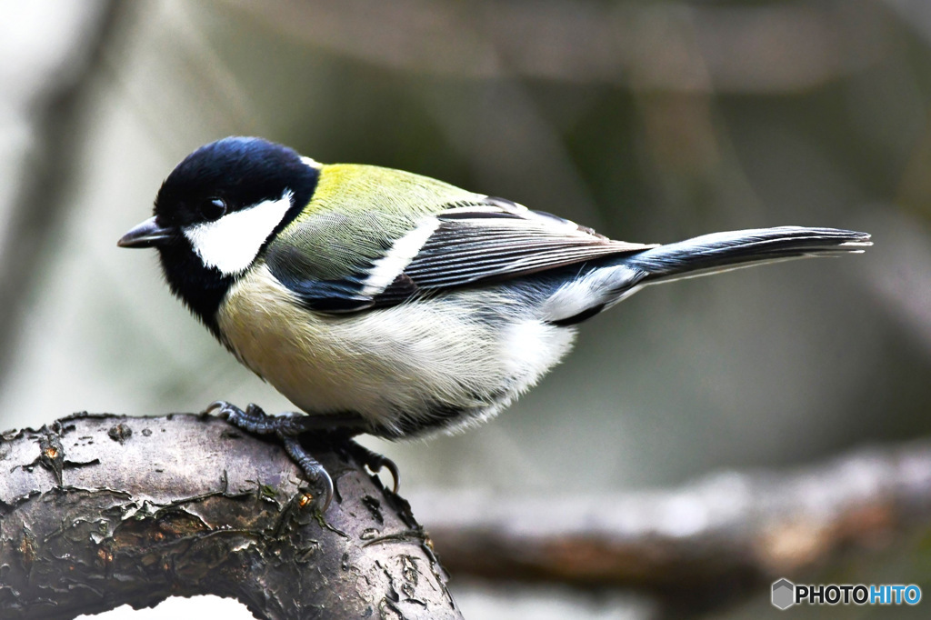 野山の鳥  四十雀さん