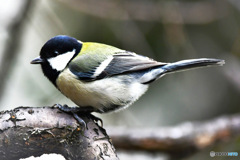 野山の鳥  四十雀さん  