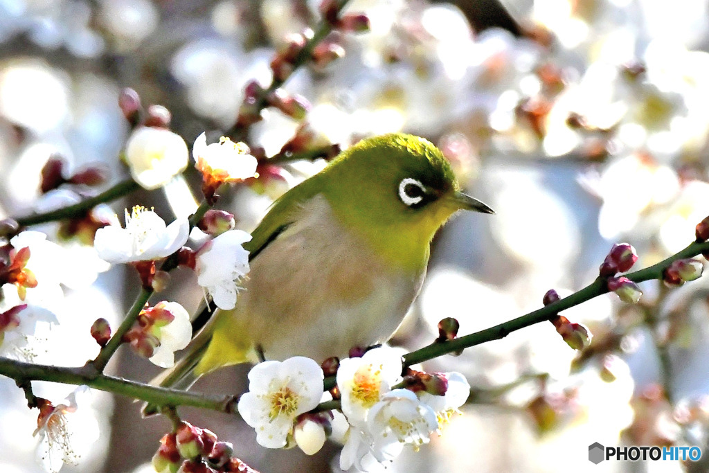  白梅とメジロ  