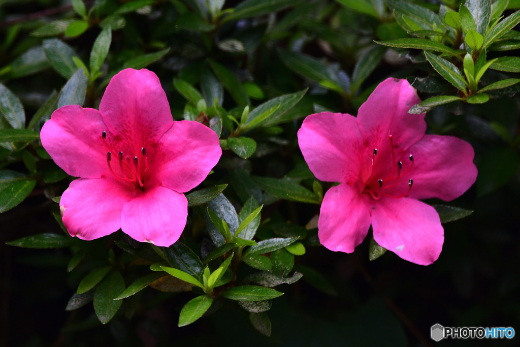 庭に咲いた皐月の花  21-348 