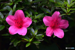 庭に咲いた皐月の花  21-348 