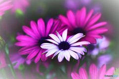 庭に咲いたオステオスペルマムの花 22-229 