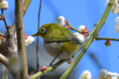 春に撮ったメジ君 