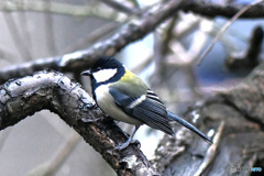 野山の鳥  四十雀さん