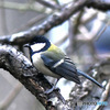 野山の鳥  四十雀さん