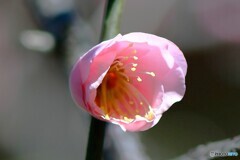 梅の花  