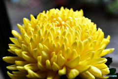 窓辺でフォト  21-560