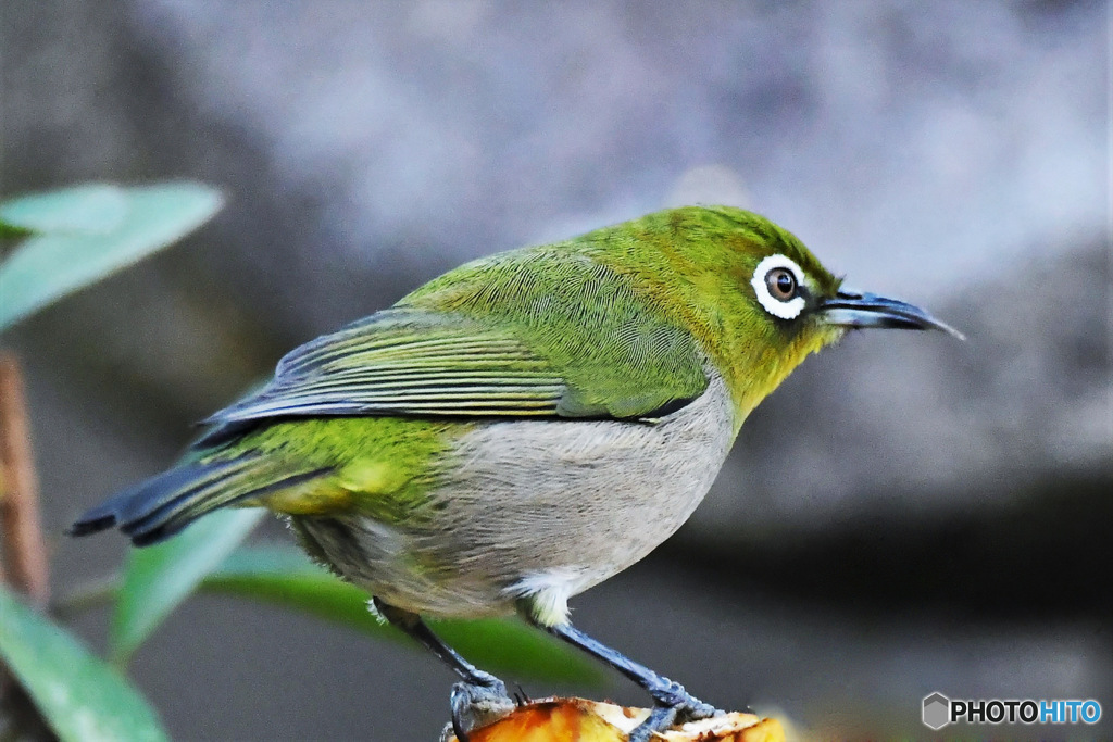 野山の鳥 23-060  メジ君  