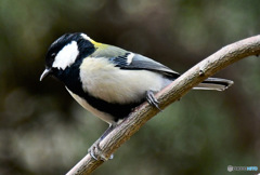 野山の鳥 四十雀さん 