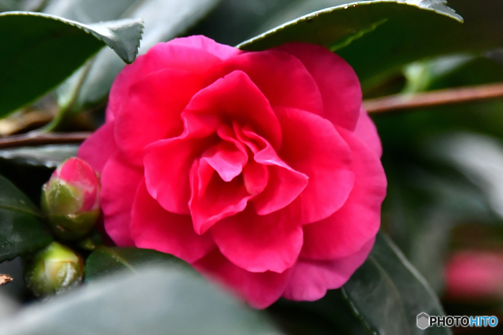 今年も咲き始めたサザンカの花  