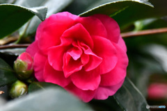 今年も咲き始めたサザンカの花  