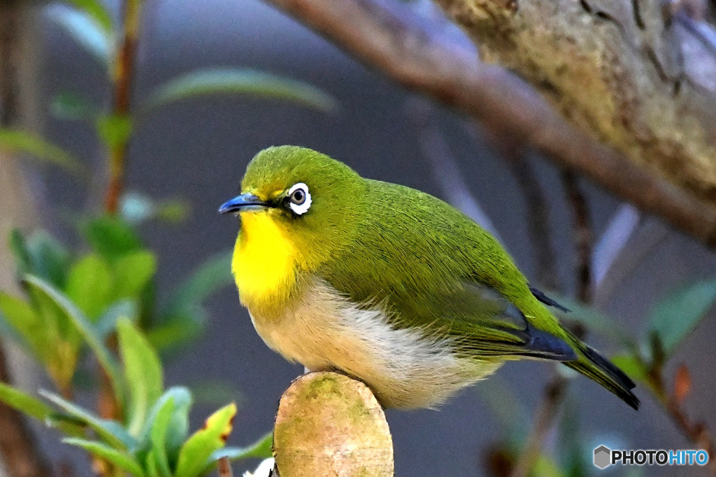 野山の鳥  メジロ