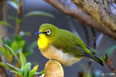 野山の鳥  メジロ