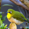 野山の鳥  メジロ
