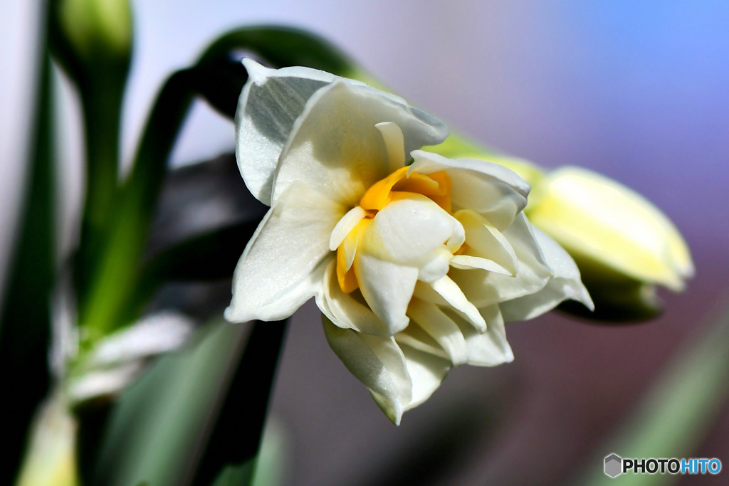  昨日載せた花はまだ蕾でした。庭に咲いた八重水仙の花 