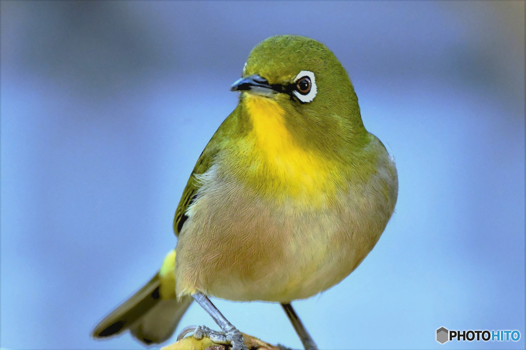 野山の鳥 23-106 メジ君