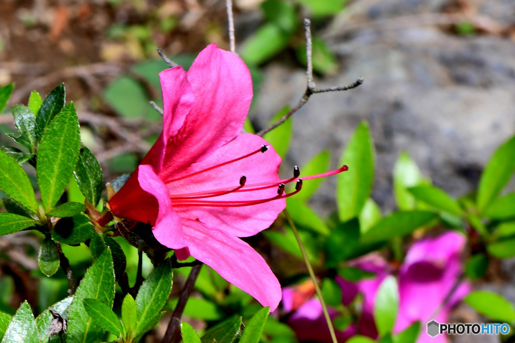 庭に咲いたさつきの花  