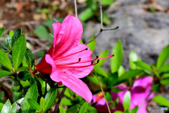 庭に咲いたさつきの花  