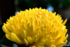  秋の花 22-442  黄色い菊  