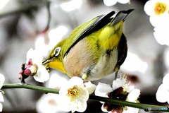 メジロと梅の花  