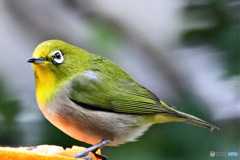 2026年 今年も宜しくお願い致します