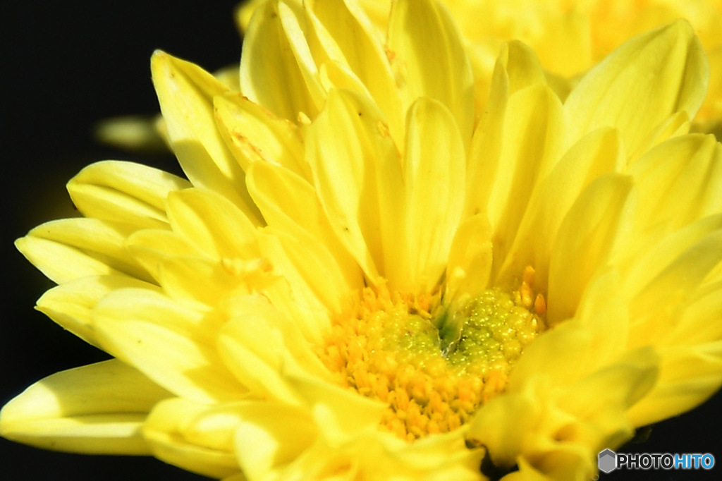 庭に咲いた黄色い小菊