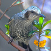野山の鳥 ヒヨさん
