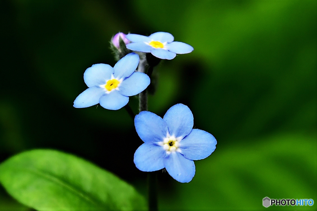 庭に咲いた青くて小さな花 21 398 By M A K P 70 Id 写真共有サイト Photohito