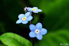 庭に咲いた青くて小さな花  21-398