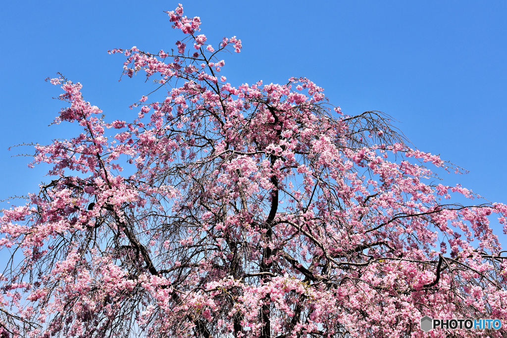 2020年千葉公園の枝垂れ桜